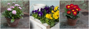 Madeliefjes, viooltjes en sleutelbloemen passen in maart perfect op je terras! ©www.mooiwatbloemendoen.nl
