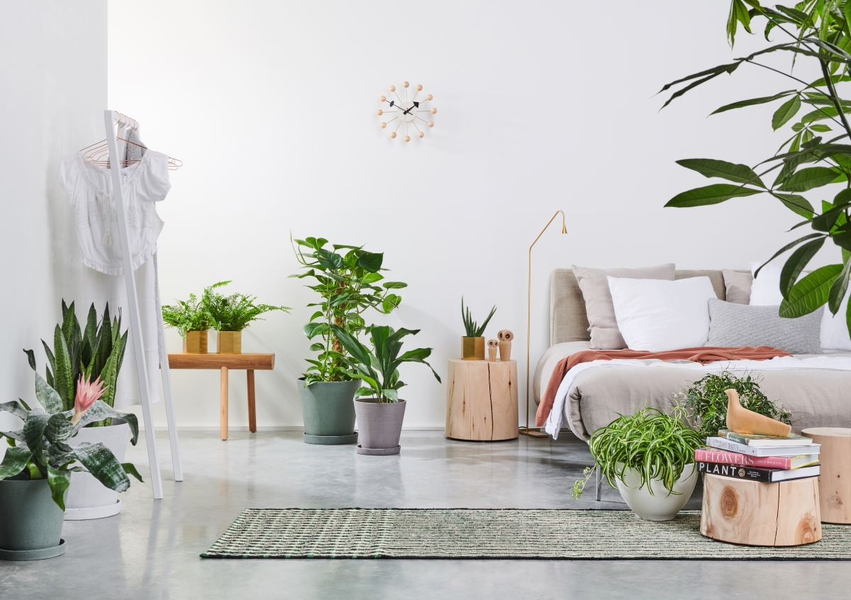 Planten in de slaapkamer: een goed idee!